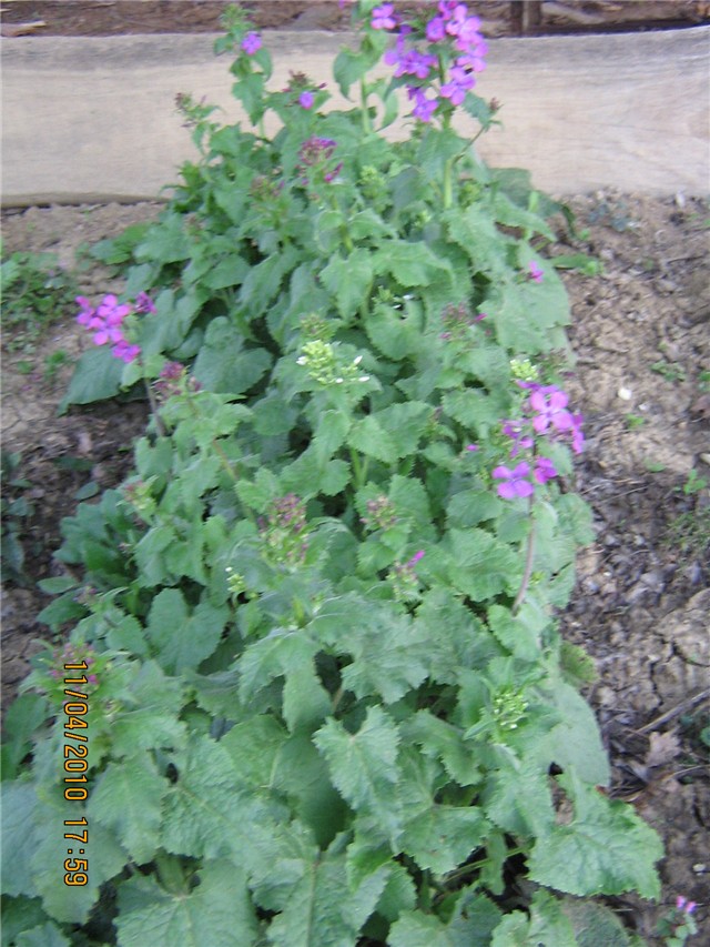 lunaria